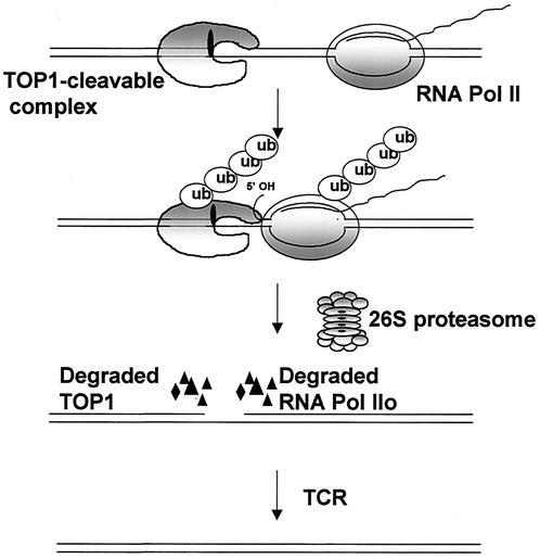 FIG. 8.