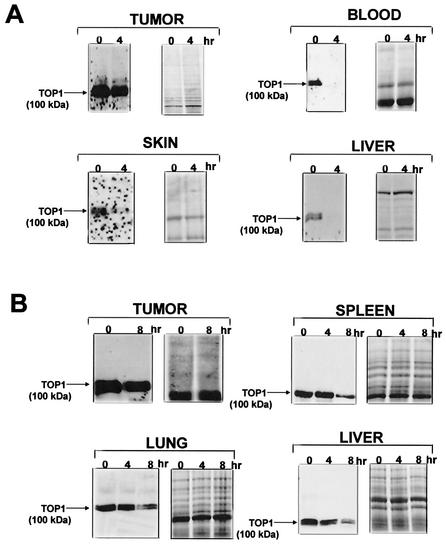 FIG. 7.