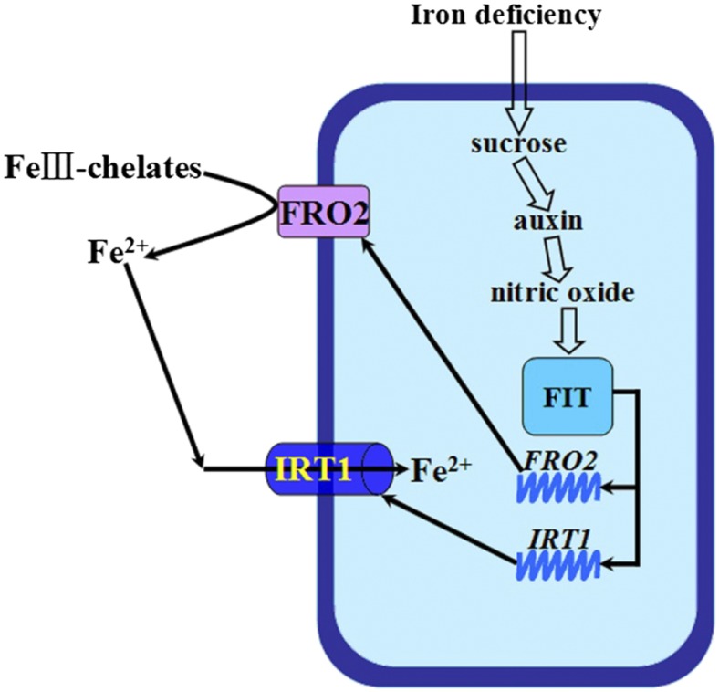 Figure 11.