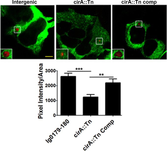 FIG 8