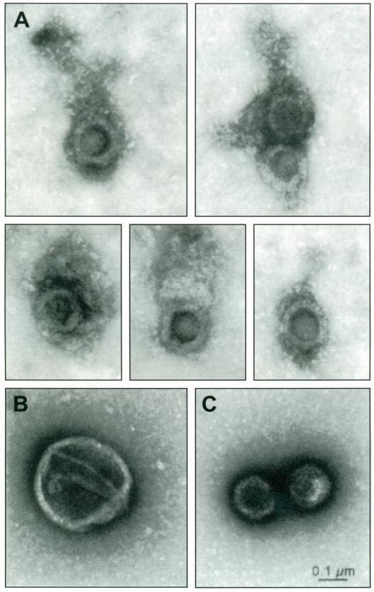 Fig. (2)