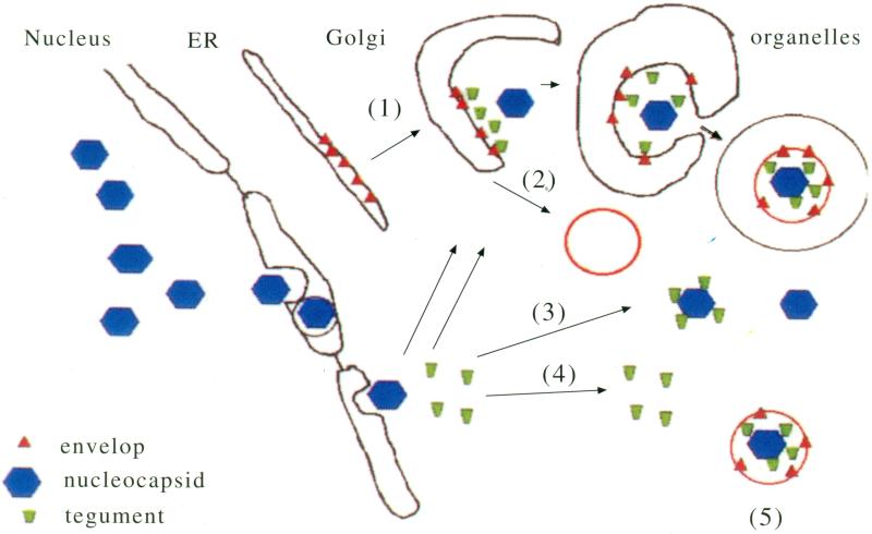 Fig. (4)