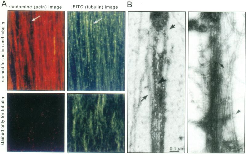 Fig. (1)