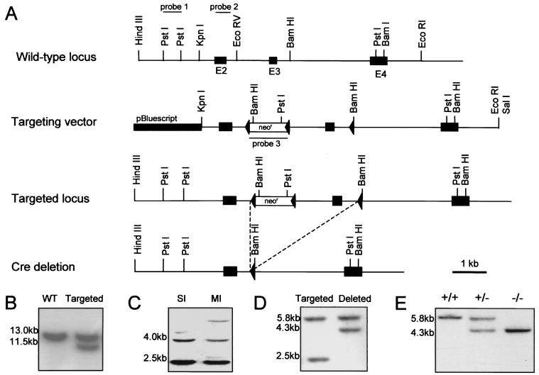 FIG. 1