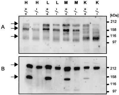 FIG. 7