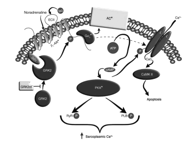 Figure 2)