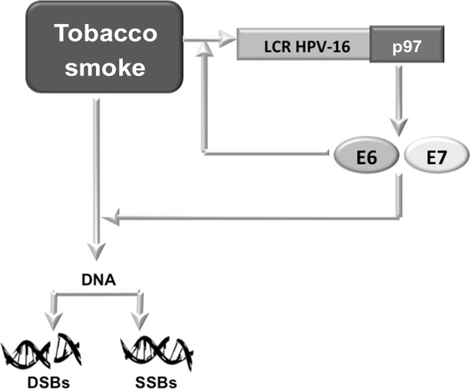 Fig 6