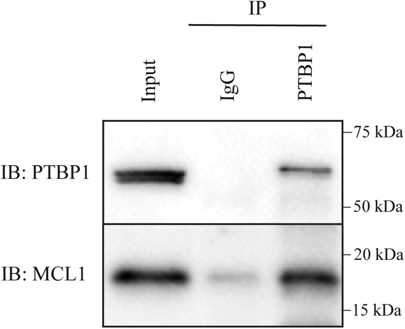 Figure 5