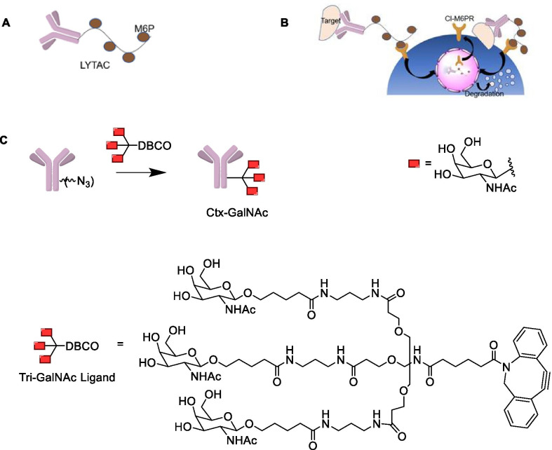 Fig. 12