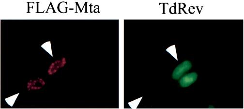 FIG. 9