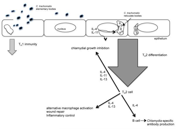 Cartoon depiction of host defense against Chlamydia trachomatis infection of the female genital tract