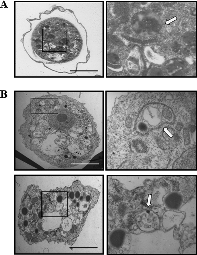 FIG. 9.