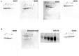 Supplementary Figure 4