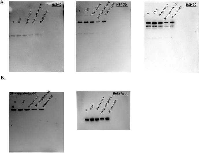 Supplementary Figure 2