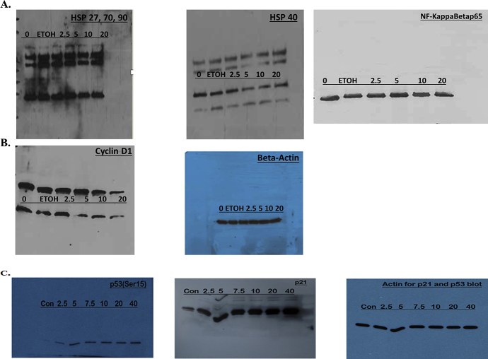 Supplementary Figure 1