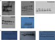 Supplementary Figure 1
