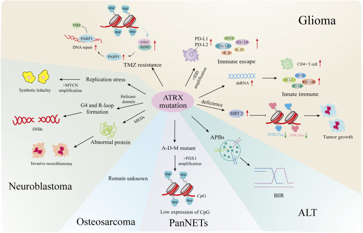 Mutant ATRX: pathogenesis of ATRX syndrome and cancer - PMC