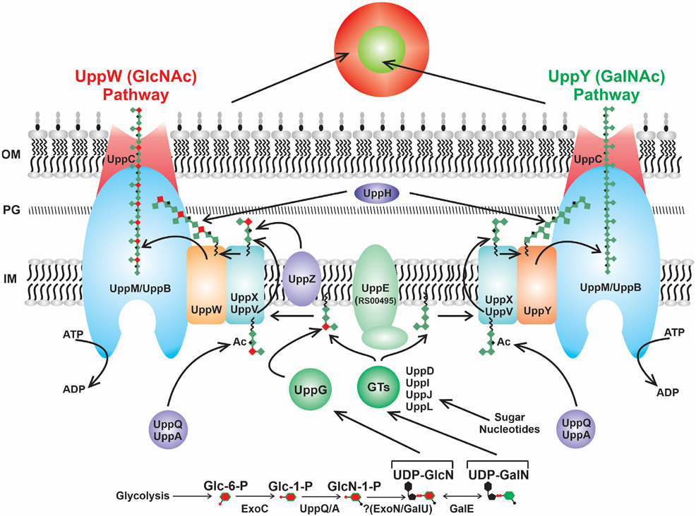 Figure 13.