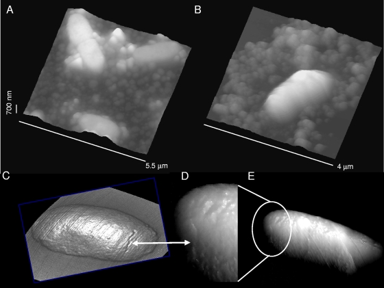 FIG. 2.