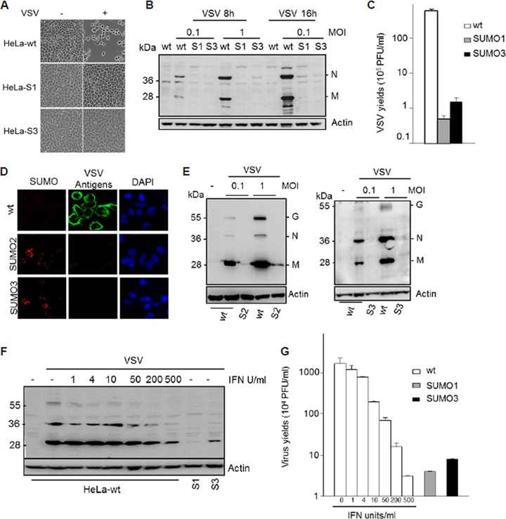 FIG 1