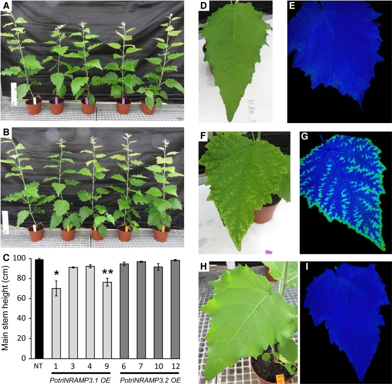 Fig. 7.