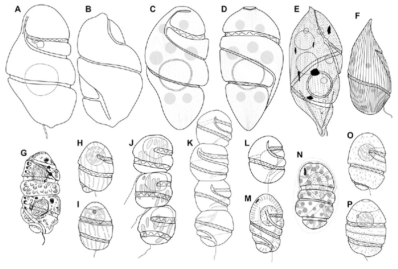 Fig. 5.