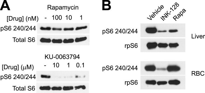 Figure 5—figure supplement 1.