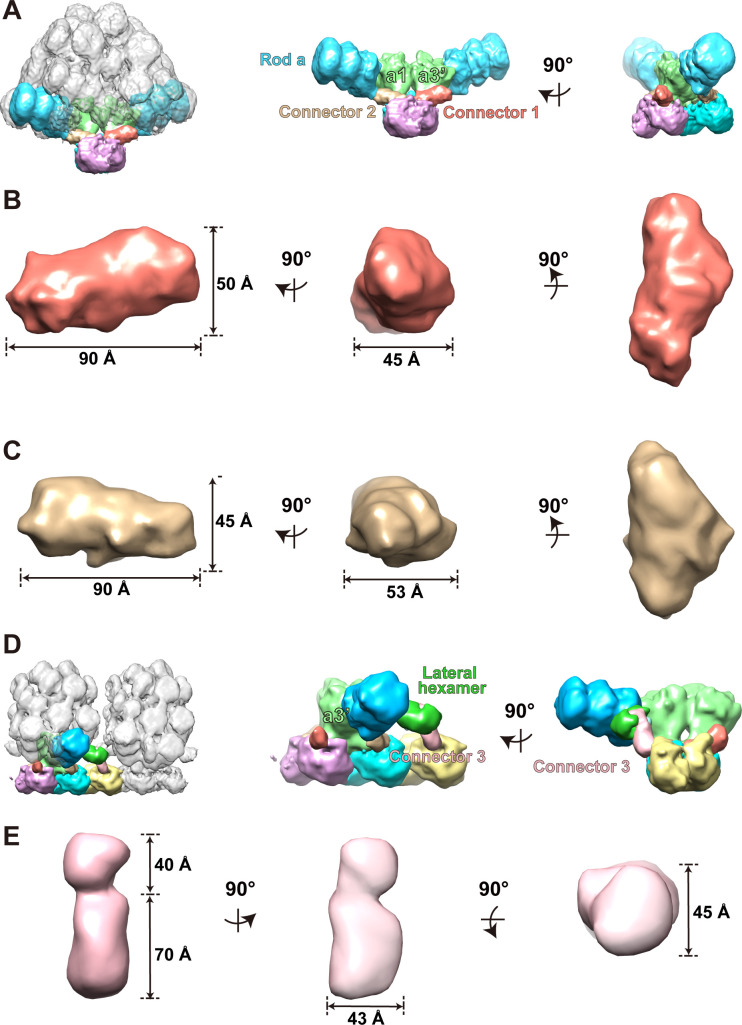 Figure 4—figure supplement 2.