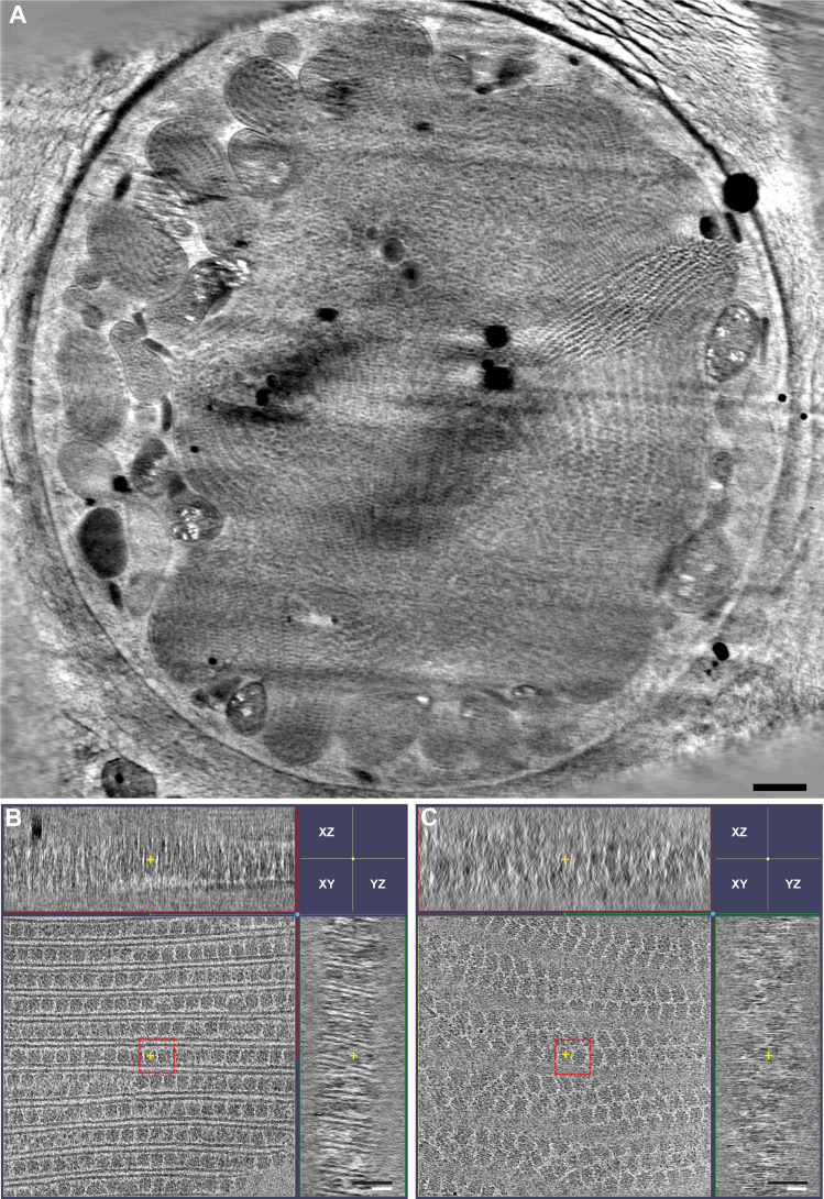 Figure 1—figure supplement 1.