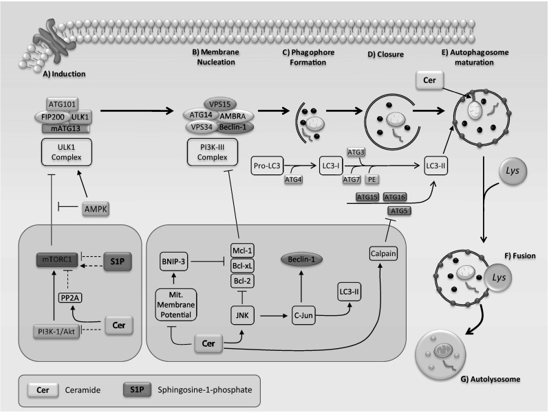 Fig. 3