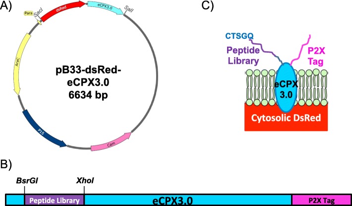 Fig. 1