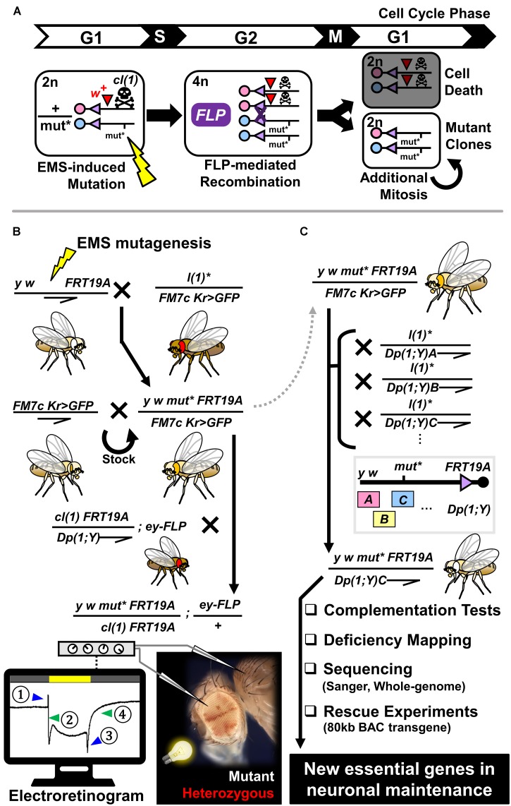 FIGURE 1