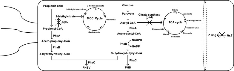 Fig. 1