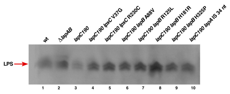 Figure 10