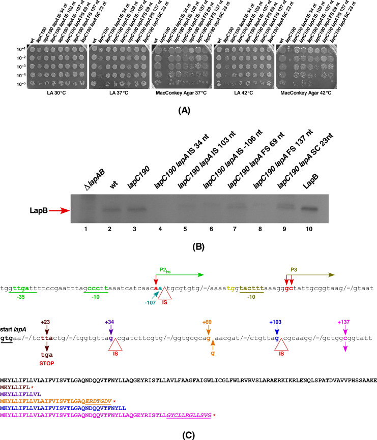 Figure 11