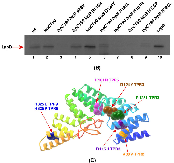 Figure 12