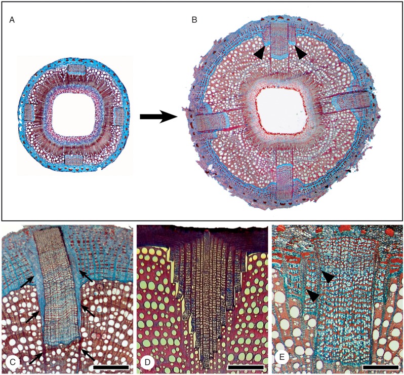 Fig. 2.