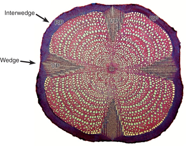 Fig. 1.