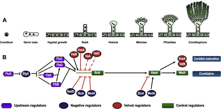 Fig. 1