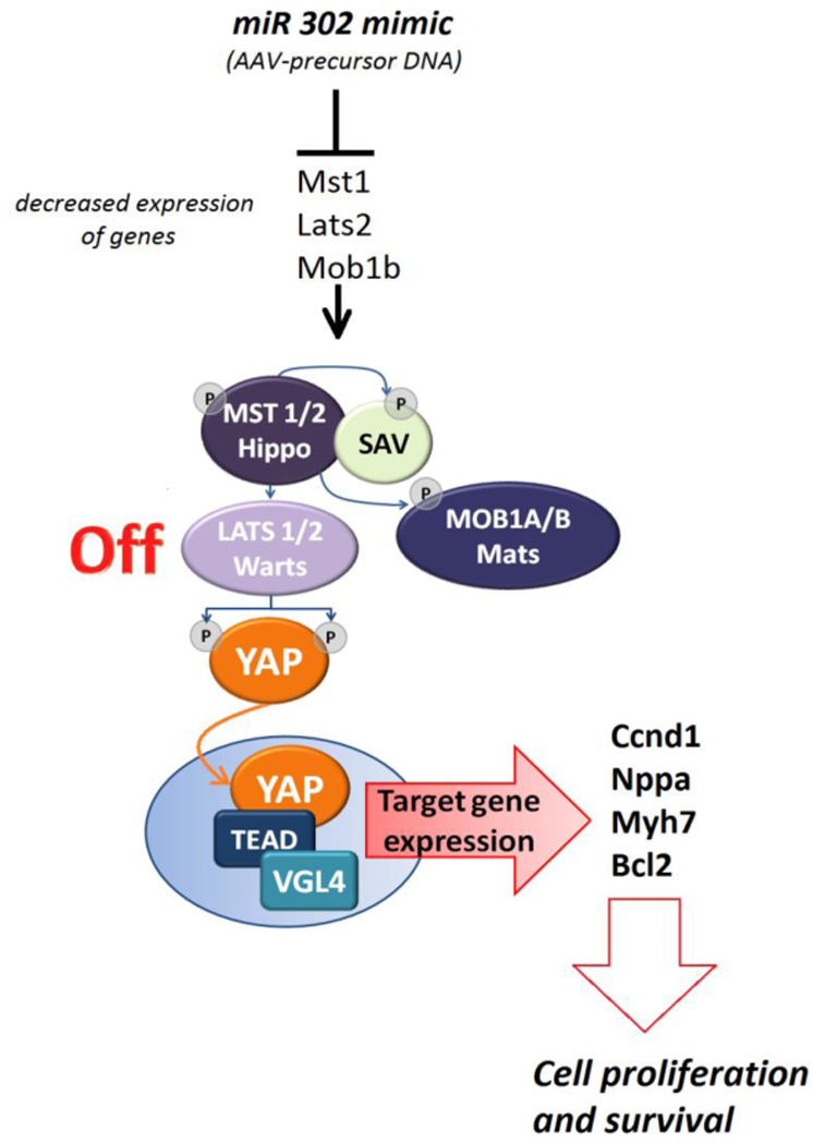 Figure 1: