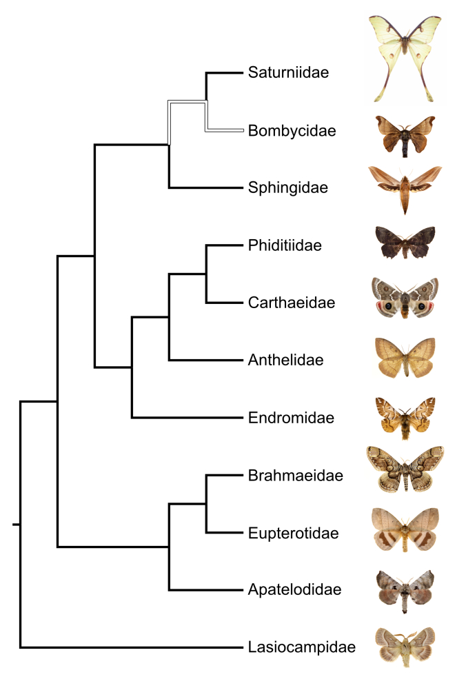 Figure 1.