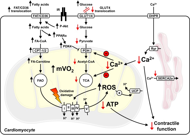 Fig. 2