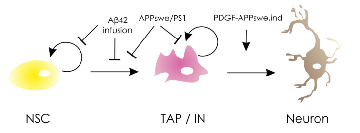 Figure 1: Effect of Alzheimer’s disease on NSPCs.