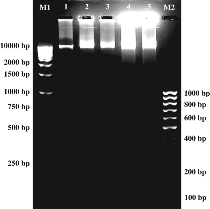 JSFA-7078-FIG-0004-b