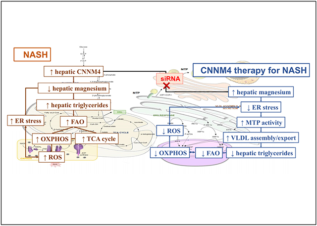 graphic file with name nihms-1694309-f0001.jpg