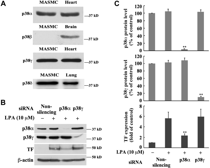 Figure 6