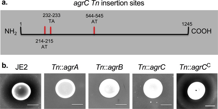 FIG 3