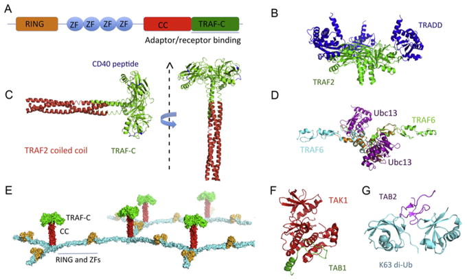 Figure 5.2