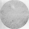 294-3