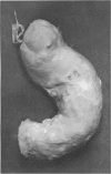294-3